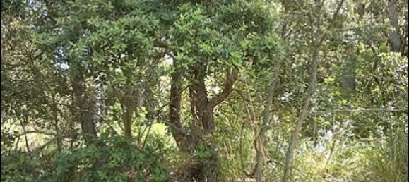  قطعة أرض في Valldemosa, Spain رقم 14798 3