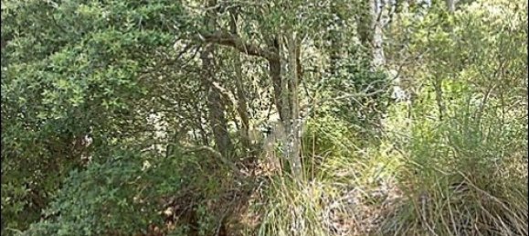  قطعة أرض في Valldemosa, Spain رقم 14798 2