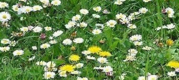 3 rooms Apartment in Canegrate, Italy No. 42607 15