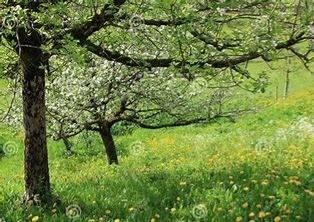 3 rooms Apartment in Canegrate, Italy No. 42607