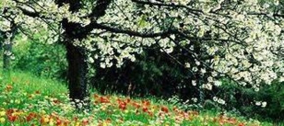 3 rooms Apartment in Canegrate, Italy No. 42607 16