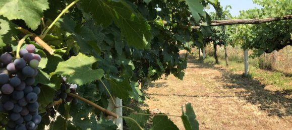 Castelos T4 em Alvito, Italy N.º 55821 34