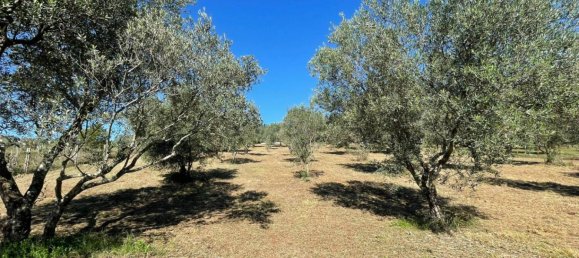 Castelos T4 em Alvito, Italy N.º 55821 29