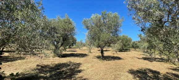 Castelos T4 em Alvito, Italy N.º 55821 26