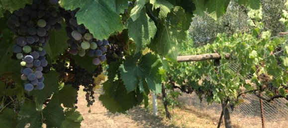 Castelos T4 em Alvito, Italy N.º 55821 11