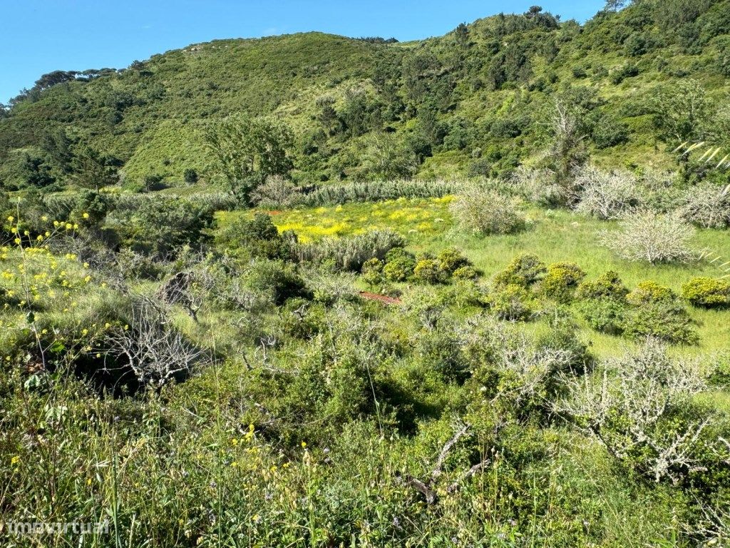 4250m² Land in Mafra, Portugal No. 74103