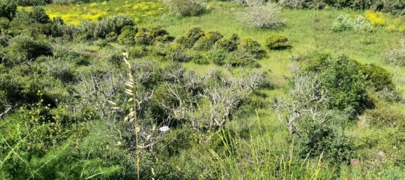 4250m² Land in Mafra, Portugal No. 74103 7