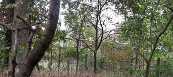 1 chambre Maison à Vorpommern-Greifswald, Germany No. 131157 35