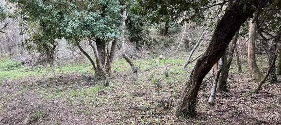 Terrain à Piève, France No. 47020 6