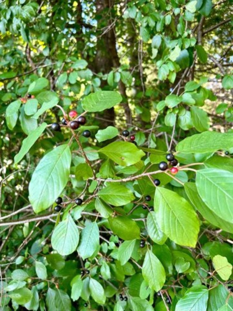 Grundstück in Laona, USA, Nr. 482745