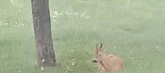 5 rooms House in Strassgang, Austria No. 206586 6