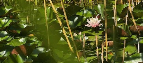 4-Zimmer Haus in Neunkirchen, Austria, Nr. 149121 3