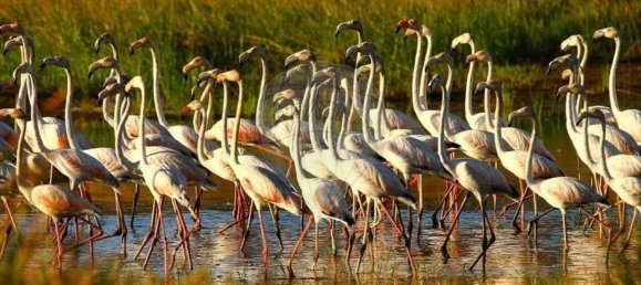 Terreno en Messejana, Portugal 807500 m² No. 39814 30