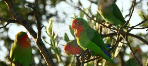 Terreno en Messejana, Portugal 807500 m² No. 39814 3