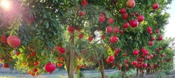 Terreno en Messejana, Portugal 807500 m² No. 39814 12