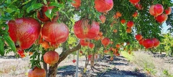 Terreno en Messejana, Portugal 807500 m² No. 39814 11