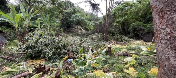  Commercial property in Karon, Thailand No. 14605 4