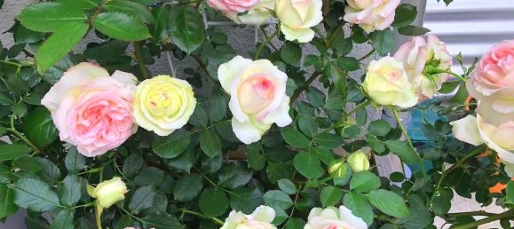 2 Schlafzimmer Wohnung in München, Germany, Nr. 234204 22