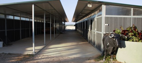 5 chambres Maison à Guia, Portugal No. 30047 11