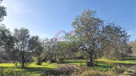 Terreno em São Brás de Alportel, Portugal 2432 m² N.º 31345