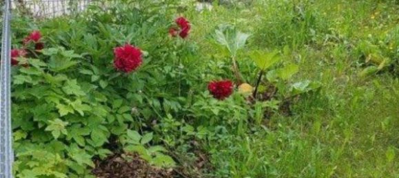 1 chambre Appartement à Landsberg am Lech, Germany No. 276973 9