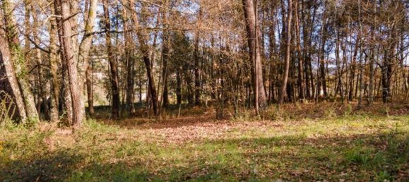 12 bedrooms House in Coucieiro, Portugal No. 85550 15