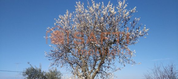 Casa de 8 dormitorios en Pinhel, Portugal No. 79687 16