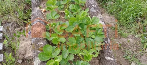 Casa de 8 dormitorios en Pinhel, Portugal No. 79687 28