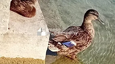 2غرفة منزل في Atzenbrugg, Austria رقم 232603