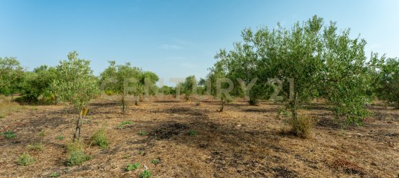  Land in Carlentini, Italy No. 316935 10