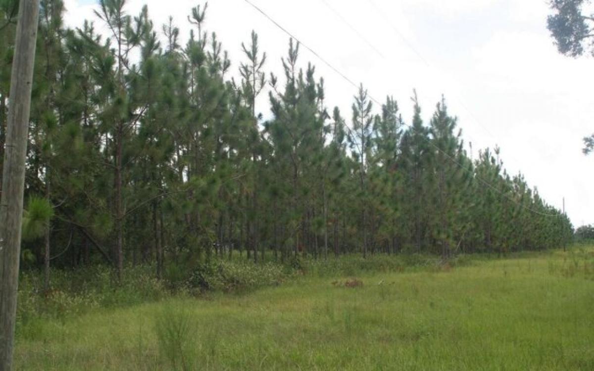  Land in Live Oak, USA No. 487574