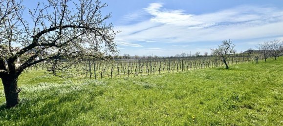 Grundstück in Jois, Austria, Nr. 134620 4