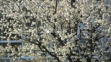 4 rooms Apartment in Linz, Austria No. 29969