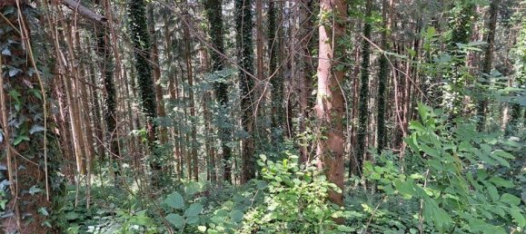 Gewerbliche Immobilie in Kainach bei Voitsberg, Austria, Nr. 131304 2