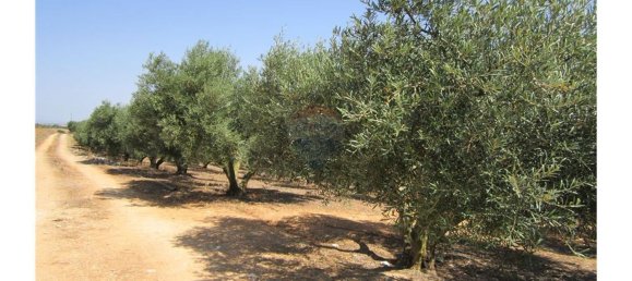 23360m² Land in Santarem, Portugal No. 82835 4