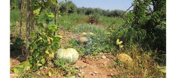 23360m² Land in Santarem, Portugal No. 82835 6