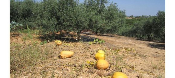 23360m² Land in Santarem, Portugal No. 82835 13