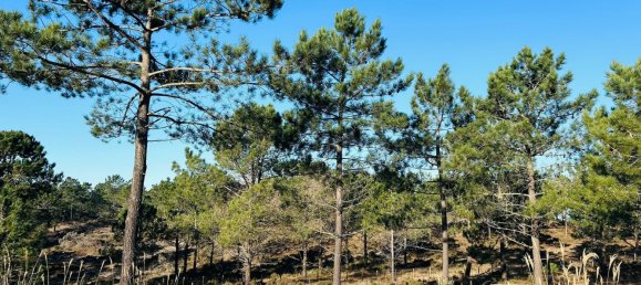 225m² Land in Grandola, Portugal No. 113216 6