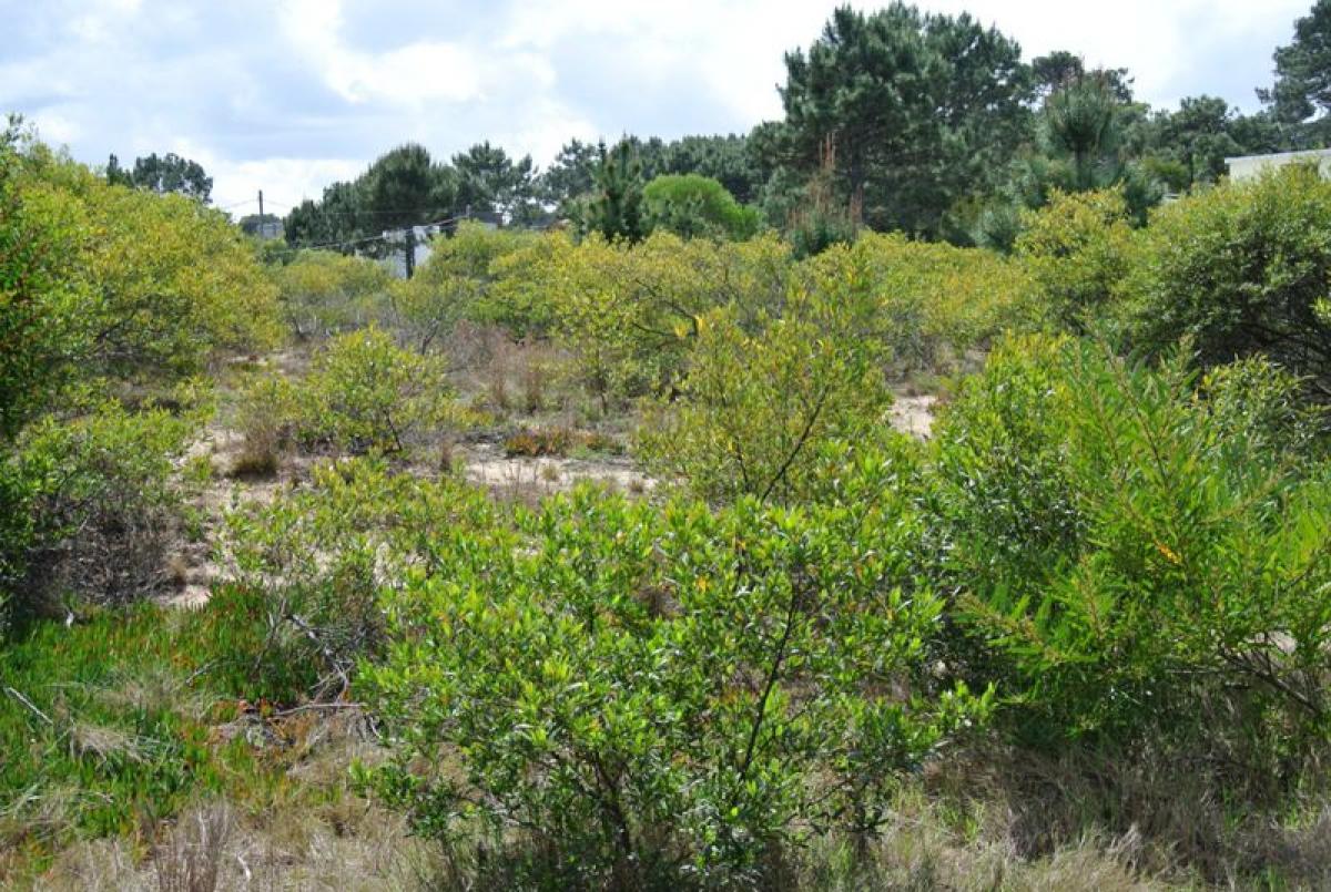 Земельный участок в Мальдонадо, Уругвай № 15814