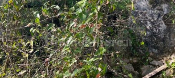 2 chambres Maison à Fondi, Italy No. 173596 5