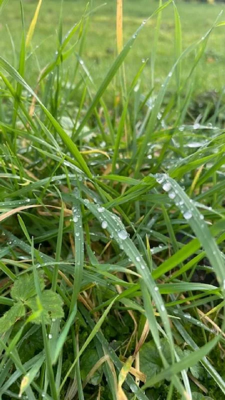 Terreno em Bouxieres-aux-Dames, France 235 m² N.º 60637