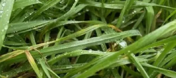 Terreno em Bouxieres-aux-Dames, France 235 m² N.º 60637 4