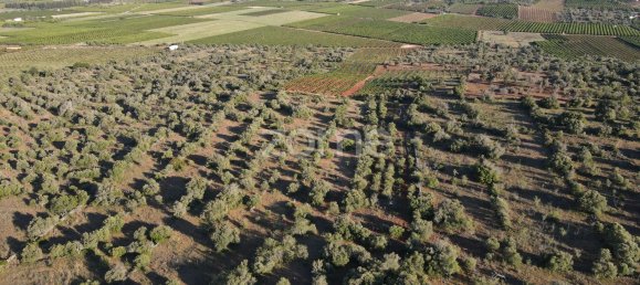 5620m² Land in Sao Bartolomeu de Messines, Portugal No. 44812 10