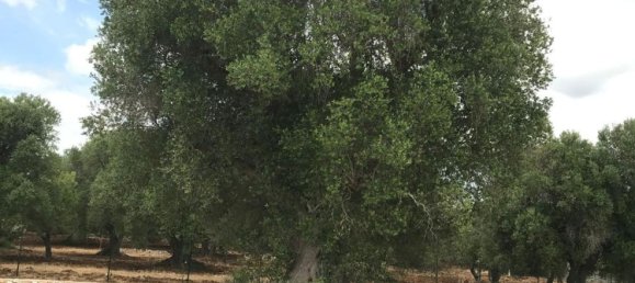 10-salle Villa à Ostuni, Italy No. 124394 30