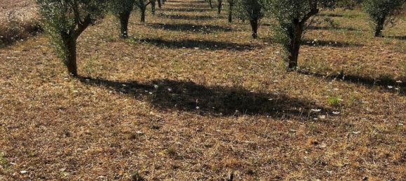  Land in Algaida, Spain No. 162544 17