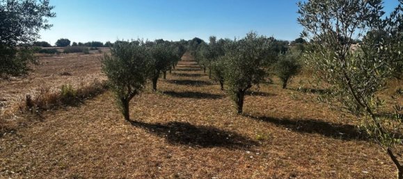  Land in Algaida, Spain No. 162544 15