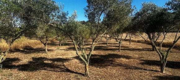  Land in Algaida, Spain No. 162544 16