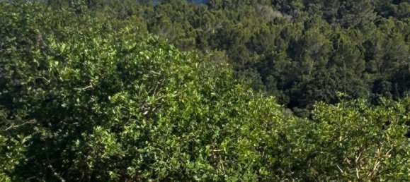  Land in Algaida, Spain No. 162544 11