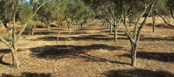  Land in Algaida, Spain No. 162544 14