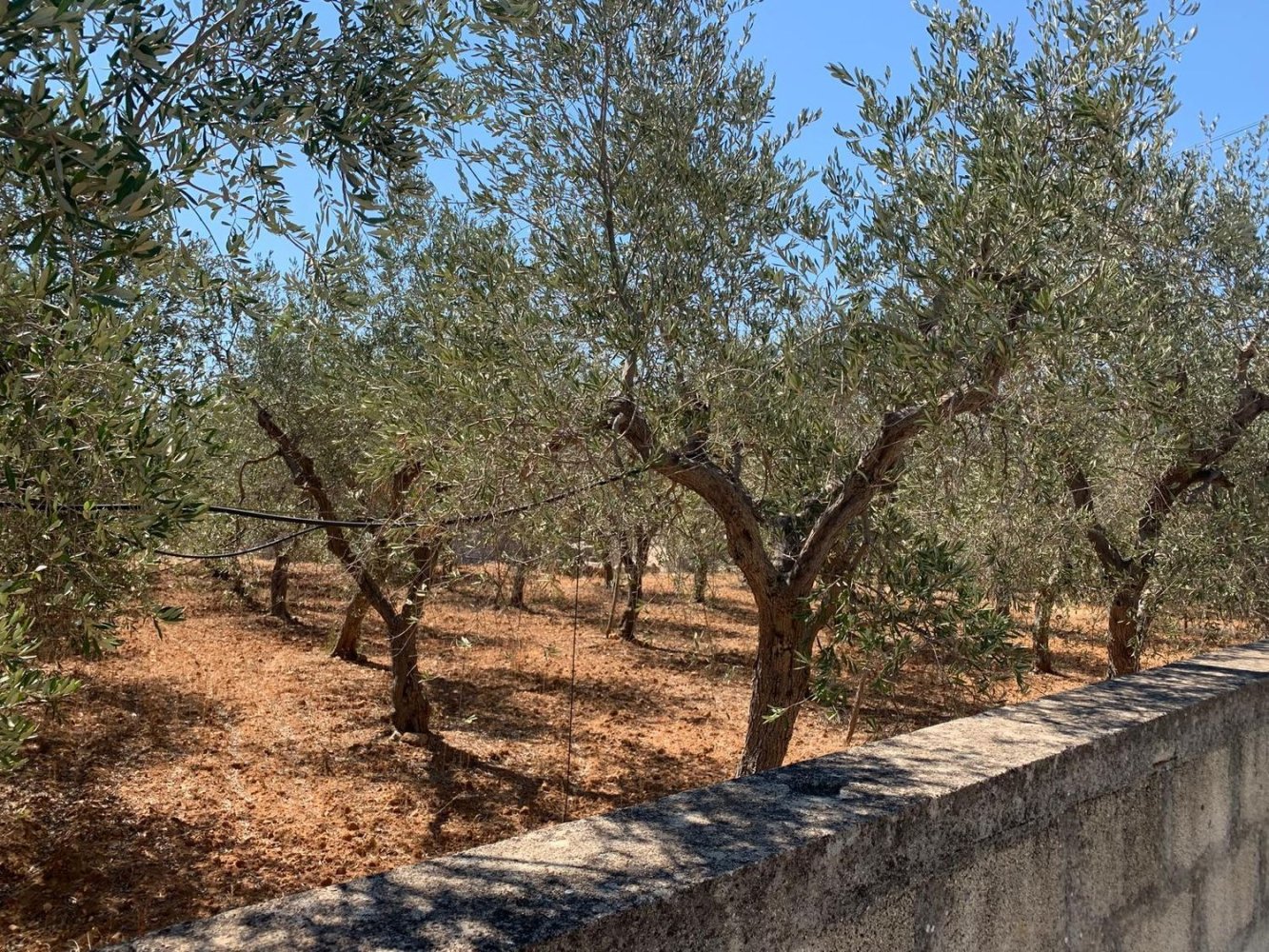 1865m² Land in Monopoli, Italy No. 157524